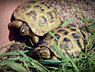 beige and black tortoise on grass