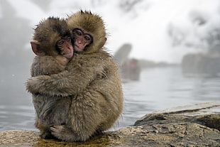 two Japanese Spring monkeys hugging during daytime, snow monkeys