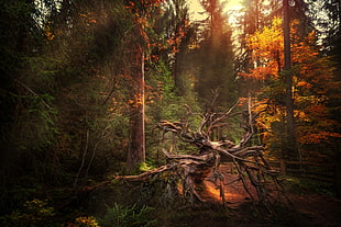 green leafed trees, forest