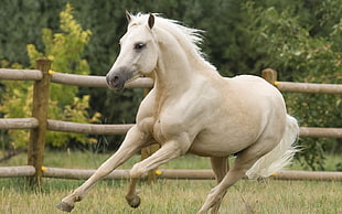 white horse, horse, animals