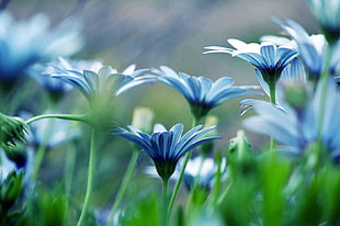 selective focus photography of blue petaled flower plant