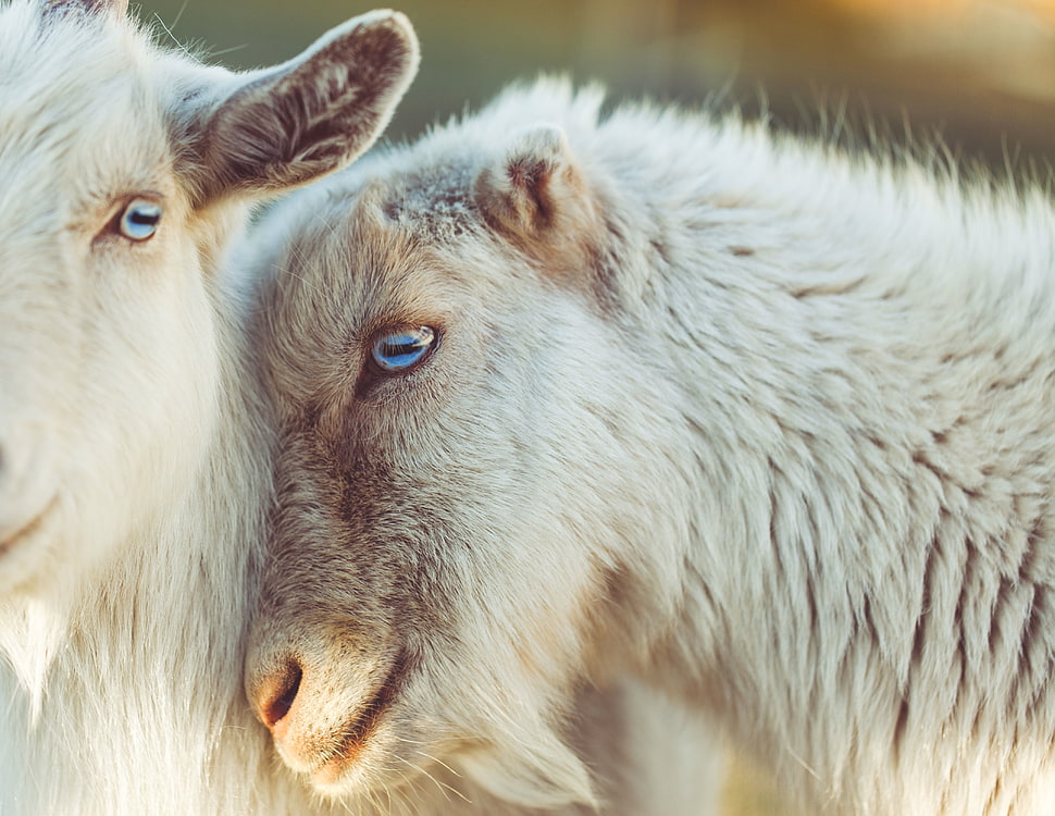 two white fur animals HD wallpaper