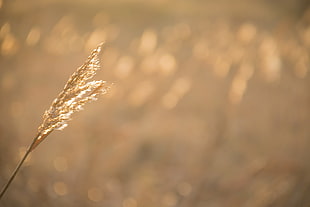 white wheat in tilt shift lens photography