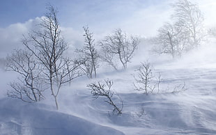 withered trees covered by snow during daytime