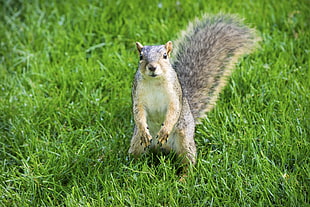 brown squirrel on green grass field HD wallpaper
