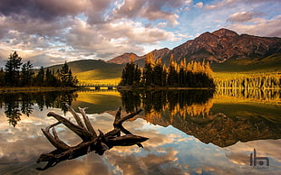 brown tree trunk on water with mountain background