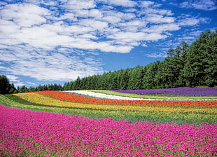 pink, red, and purple field of flowers