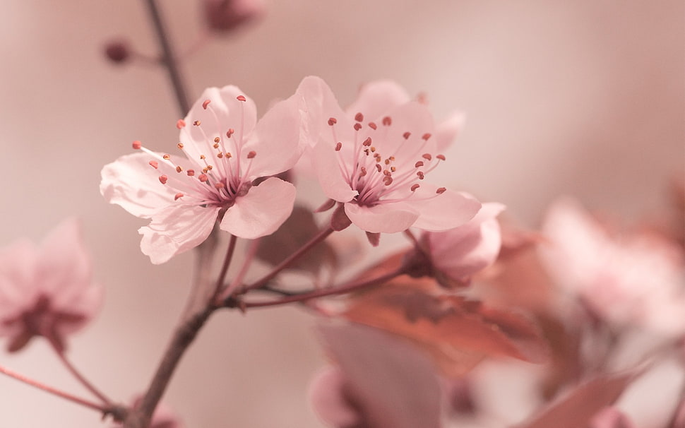 selective focus photo of white petaled flower HD wallpaper