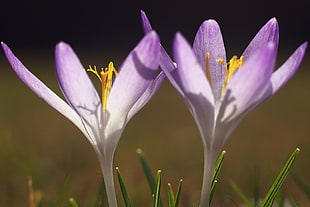 close up photography of purple-and-white petaled flower, crocus HD wallpaper