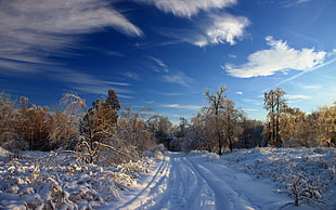 snow covered ground surrounded by snow-covered bare trees under blue cloudy sky during daytime