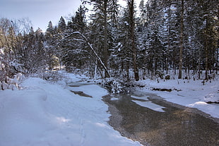 white snow on brown trees