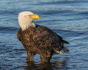 selective focus photography of bald eagle on body of water