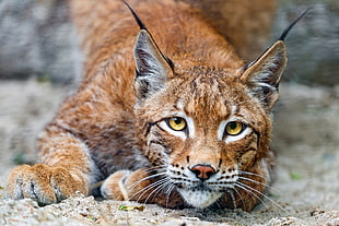 brown and white lynx cat HD wallpaper