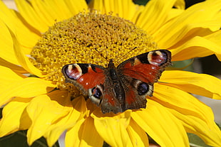 red and black butterfly on yellow flower HD wallpaper