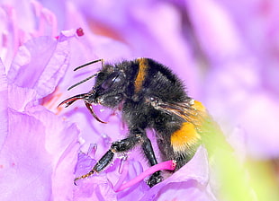 macro photo of bee on purple petaled flower, bombus terrestris
