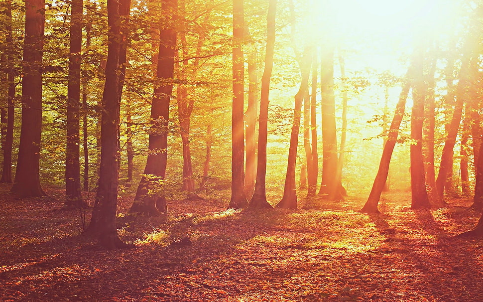 green leaf trees, nature, forest, trees, sunlight HD wallpaper