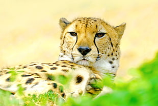 focus photo of brown and gray Cheetah, yokohama