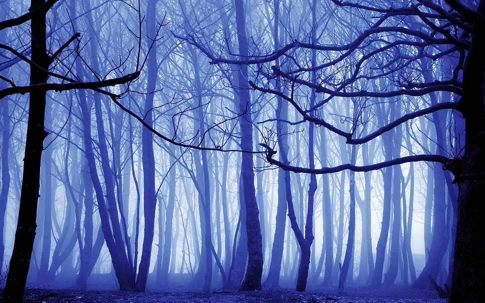bare trees illustration, nature, trees, mist, forest HD wallpaper