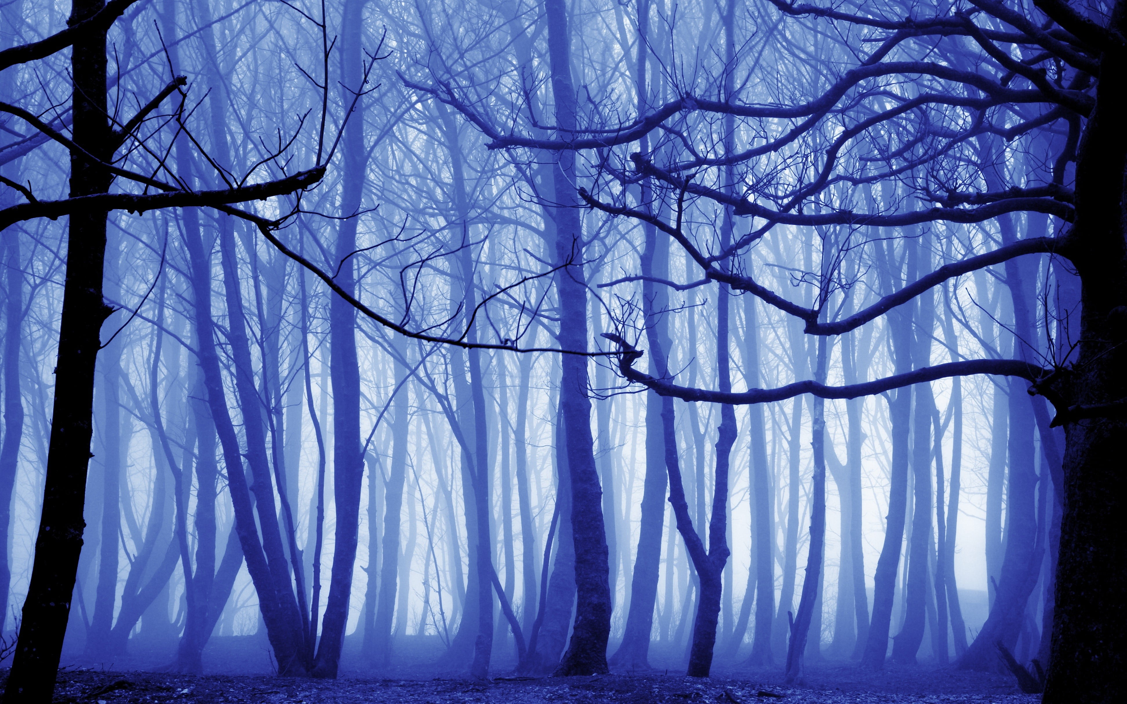 bare trees illustration, nature, trees, mist, forest