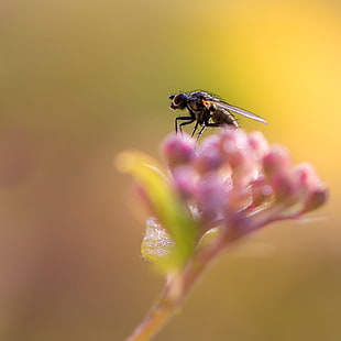 selective focus photography of hoverfly perched on pink petaled flower