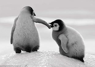 two baby penguins