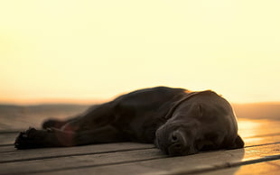 adult black Labrador Retriever lying on brown wooden floor