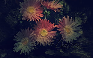 pink daisy flowers, daisies, flowers, plants HD wallpaper