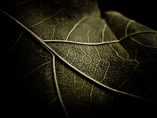 macro photograph of leaf, nature, leaves, macro, plants