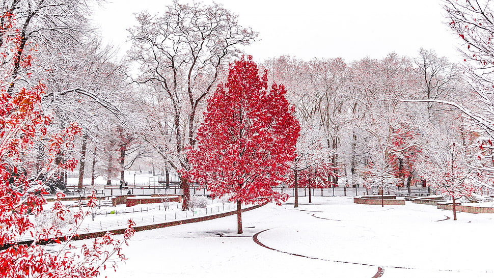 red leafed tree, winter, snow, trees, forest HD wallpaper