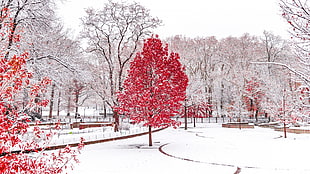 red leafed tree, winter, snow, trees, forest