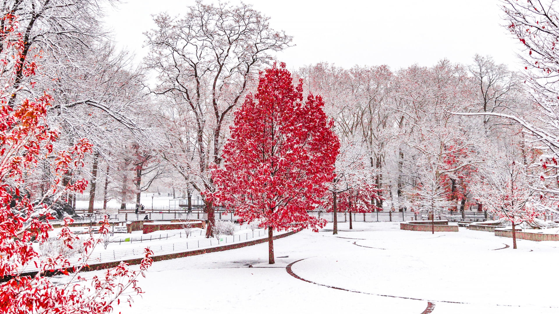 red leafed tree, winter, snow, trees, forest