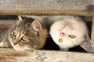 two white and brown Persian kittens inside brown wooden box