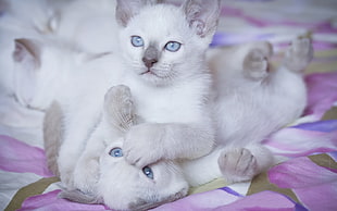 for white kittens selective focus photograph