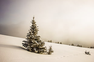 photo of green pine tree covered with snow during daytime