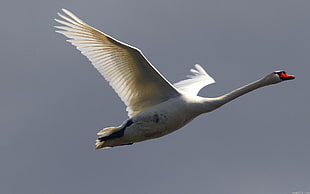 photo of swan flying in The sky