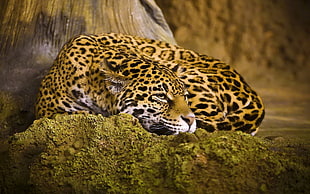 leopard lying on rock illustration HD wallpaper