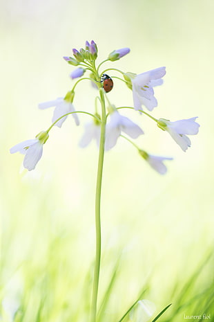ladybug on white African lilies closeup photo, cardamines HD wallpaper