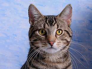 short-coated black and brown tabby cat