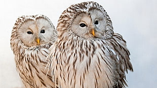 two white and brown owl figurines, animals, owl, birds