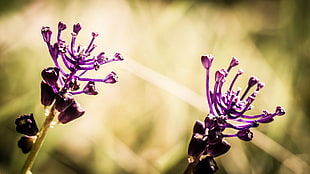 shallow focus photography of two purple flowers
