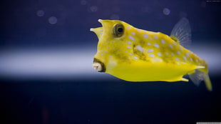 yellow and white pet fish in close-up photography