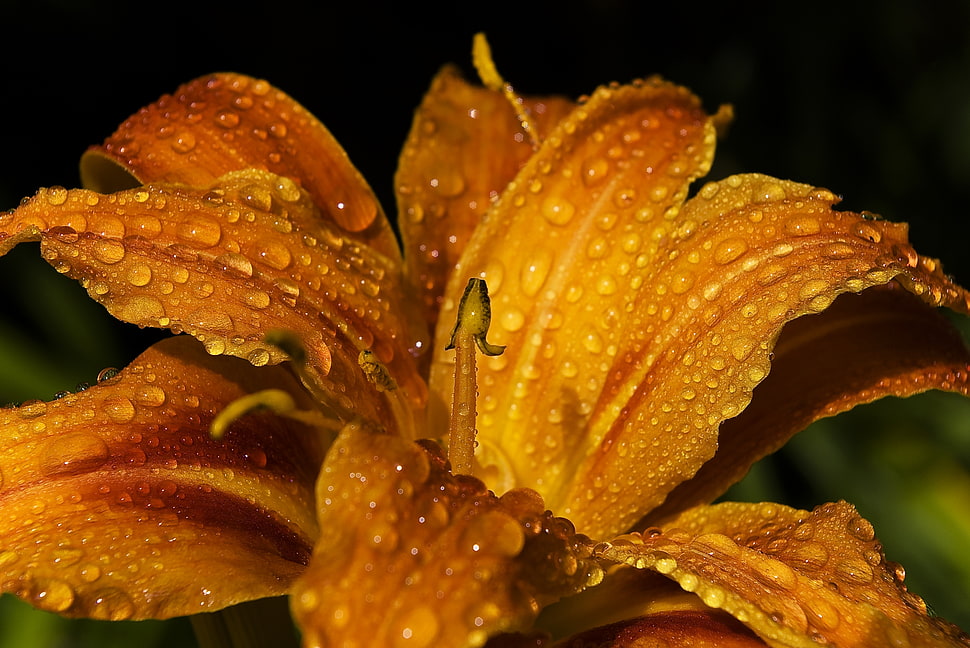 orange Daylily flower with dew drop close-up photo HD wallpaper