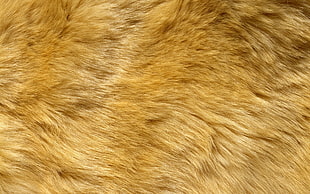 brown long-fur animal HD wallpaper