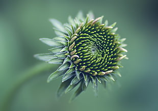 green flower bud, photography, nature, macro, flowers HD wallpaper