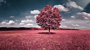 selective coloring, trees, grass, sky HD wallpaper