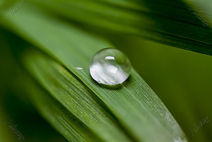 clear dew drop on green plant leaf