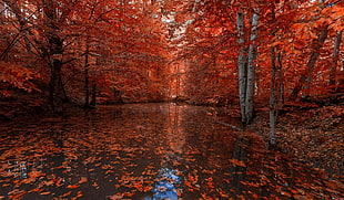 autumn tree, nature, photography, landscape, fall HD wallpaper