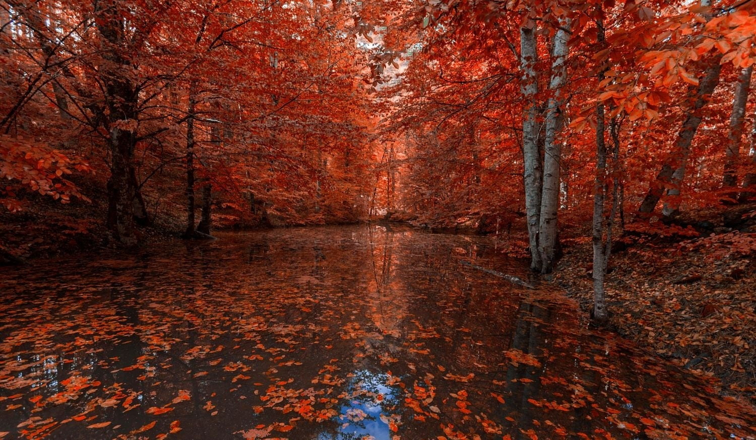 autumn tree, nature, photography, landscape, fall