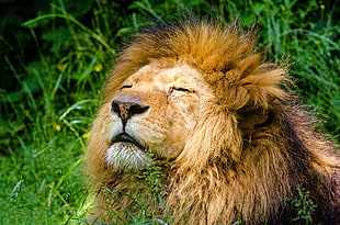 brown adult male lion on green grass during daytime