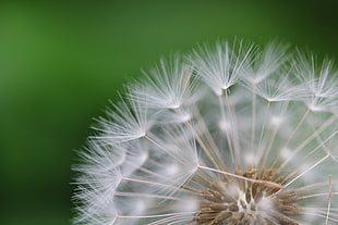 white dandelion focus photo